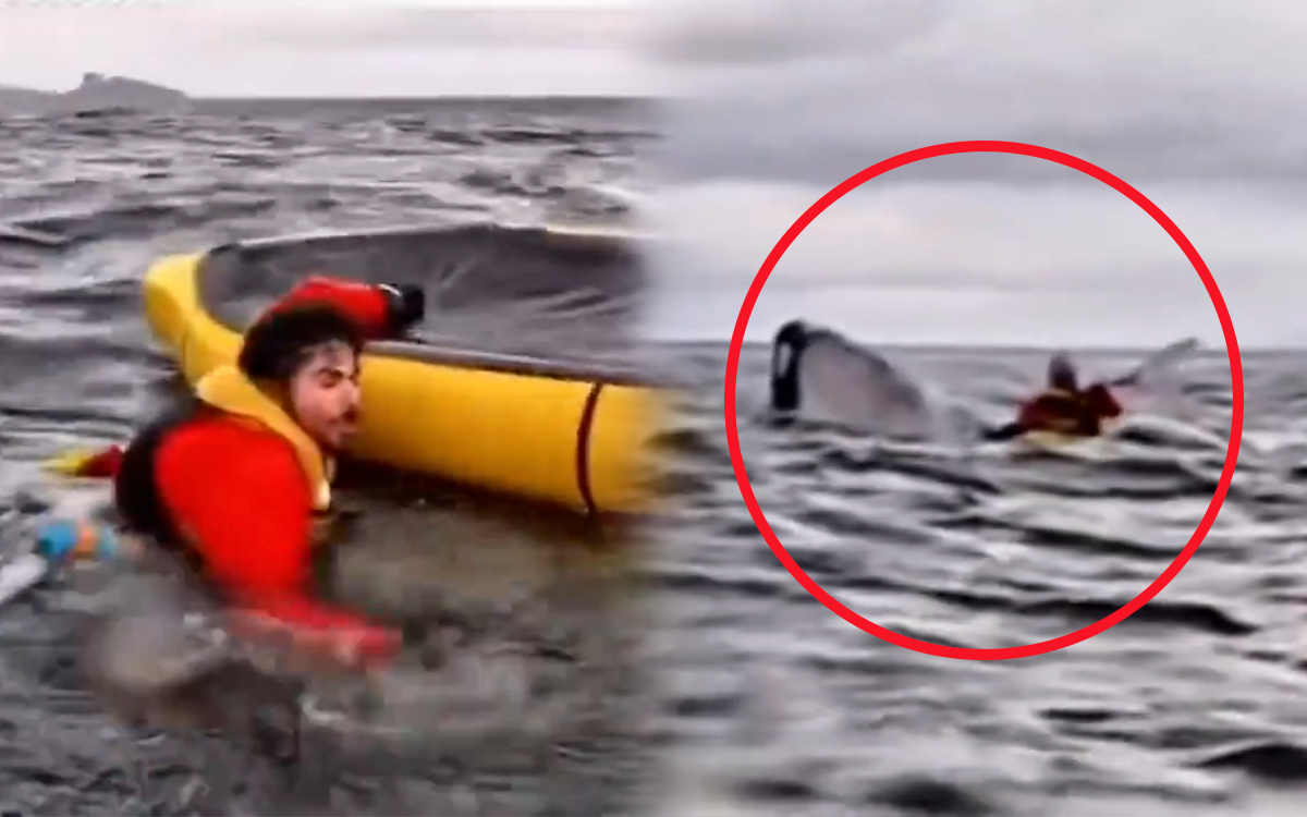 Terror y asombro en la Patagonia: Un kayakista es tragado por una ballena jorobada