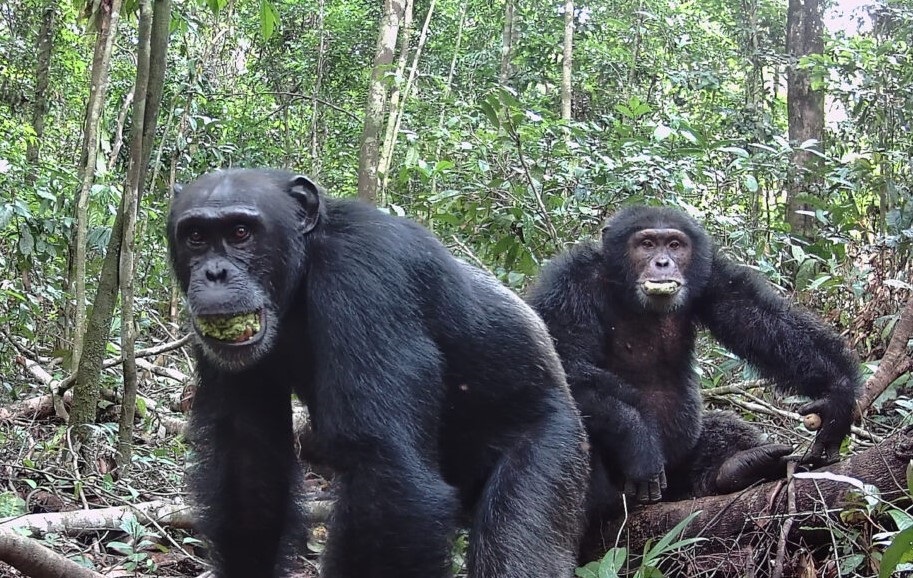Chimpancés consumen alcohol de manera natural en su dieta, según un estudio de Berkeley