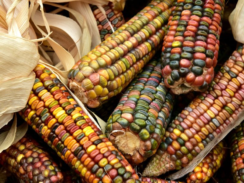 Santuario del maíz nativo a pie de milpa: donde comienza la historia del sabor
