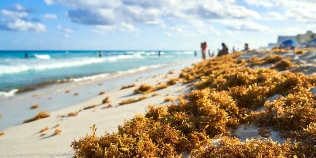 De problema a energía: Quintana Roo apuesta por convertir el sargazo en biogás